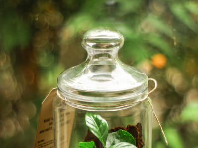 The Basil Debate: Unraveling the Mystery Between Annual and Perennial