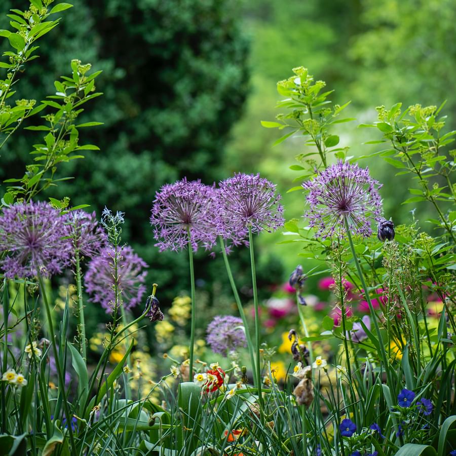 Lush perennial cutting garden filled with vibrant flowers