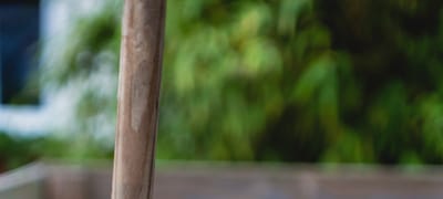 Perennial Plants for Specific Uses