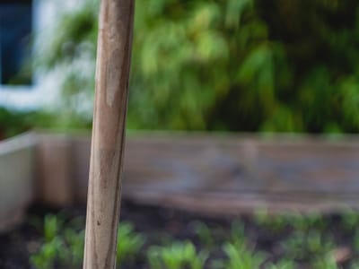 The Beauty of Perennial Flowers for Cutting: Top Varieties for a Gorgeous Bouquet