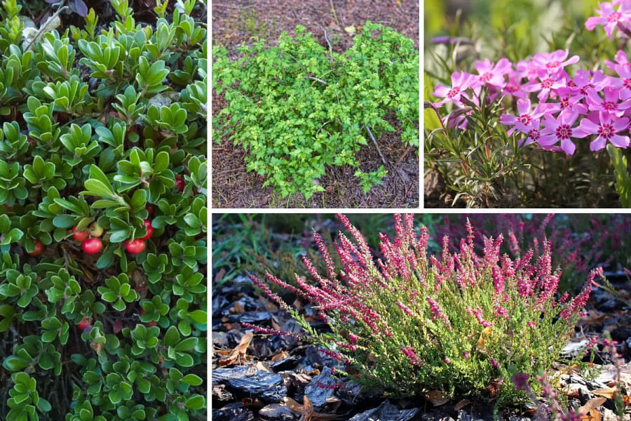 The Best Perennials for Erosion Control Stabilize Your Slopes and