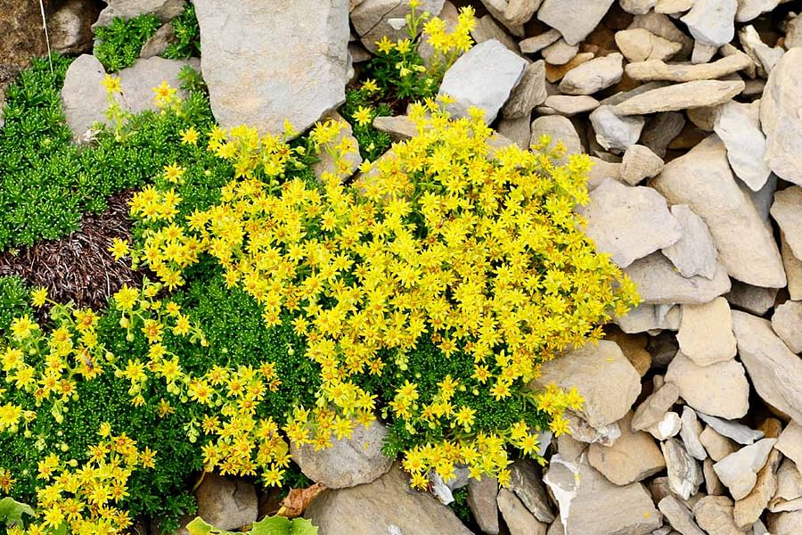 Hardy Sedum plants thriving in rocky terrain