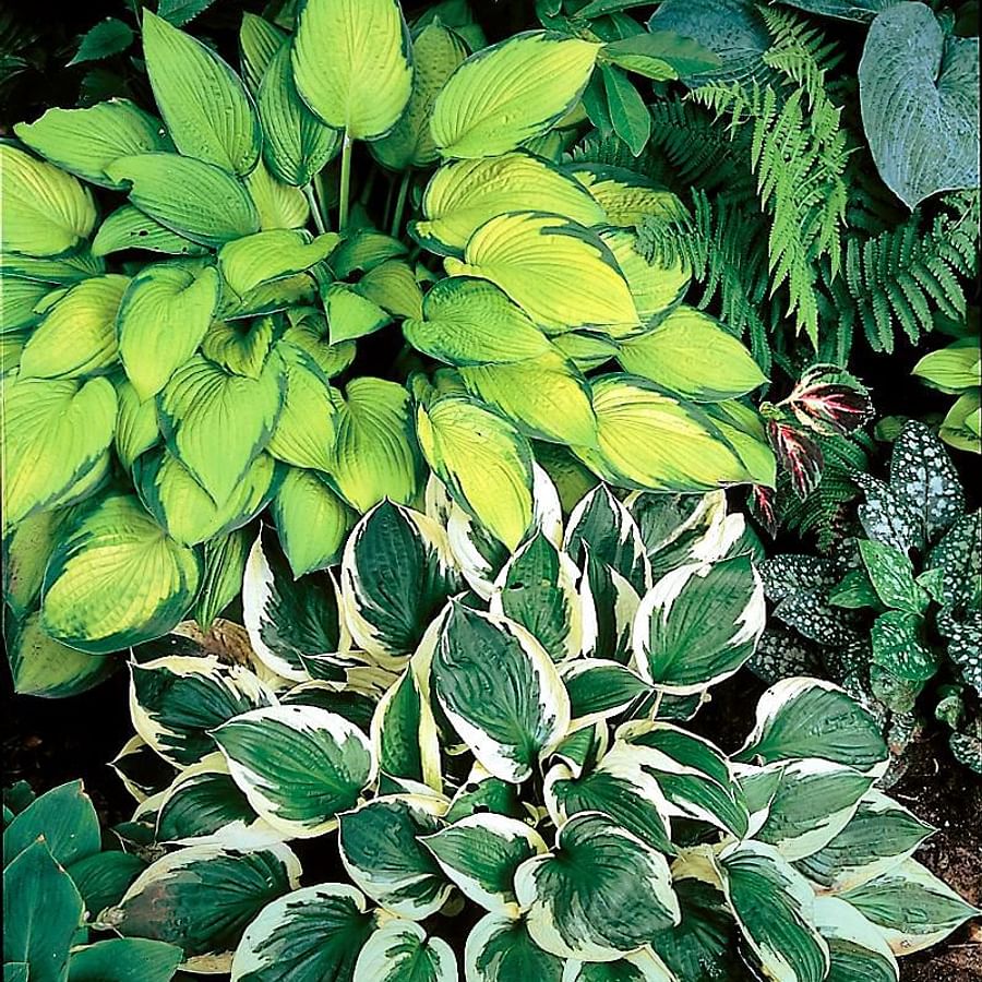 Lush Hostas plants with large green leaves in a garden