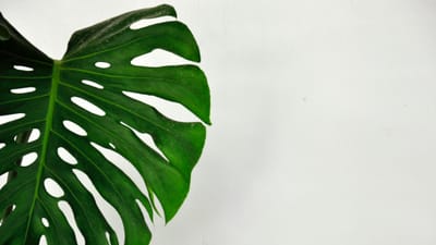 The Hardy Heroes: A Guide to the Most Resilient Perennial Flowers