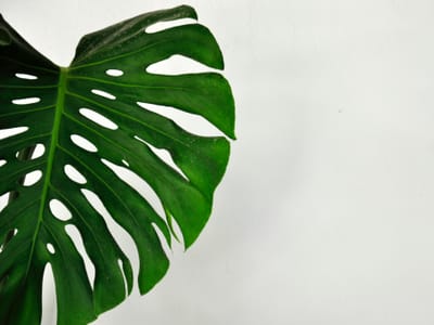 The Hardy Heroes: A Guide to the Most Resilient Perennial Flowers