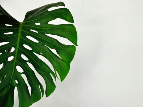 The Hardy Heroes: A Guide to the Most Resilient Perennial Flowers