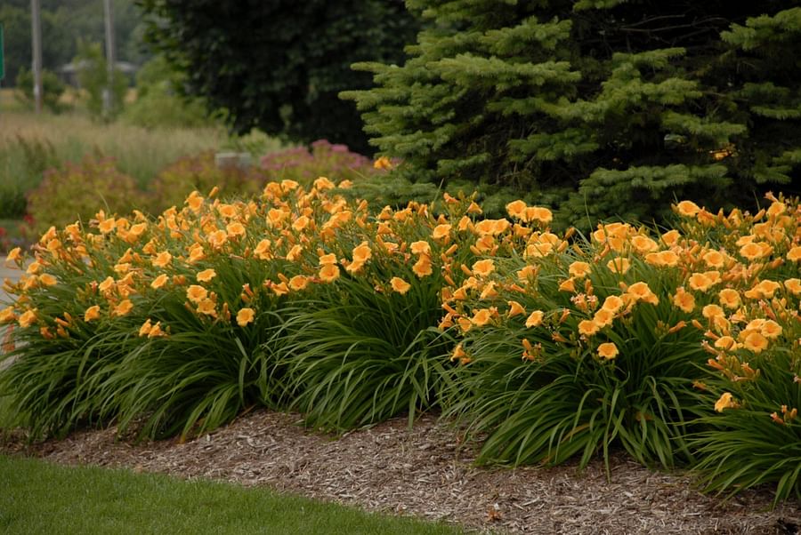 Blooming Daylilies in a vibrant garden