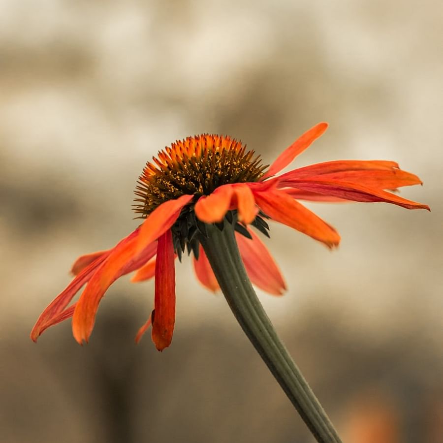 Close-up view of a vibrant blooming Coneflower in a garden