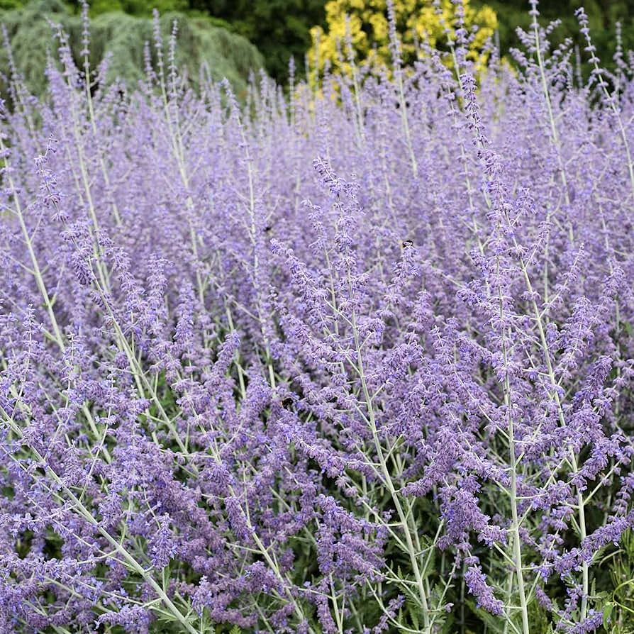 Lush Russian Sage plants with vibrant purple flowers