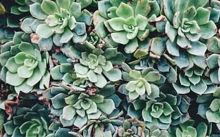 The Joy of Perennial Container Gardening: How to Choose the Best Plants for Your Pots