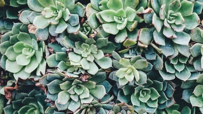 The Joy of Perennial Container Gardening: How to Choose the Best Plants for Your Pots