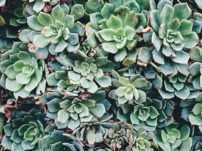 The Joy of Perennial Container Gardening: How to Choose the Best Plants for Your Pots