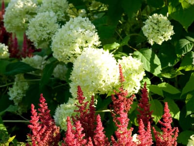 The Perfect Perennial Pairings: Top Plant Combinations for a Stunning Garden Display