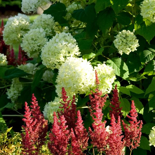 The Perfect Perennial Pairings: Top Plant Combinations for a Stunning Garden Display