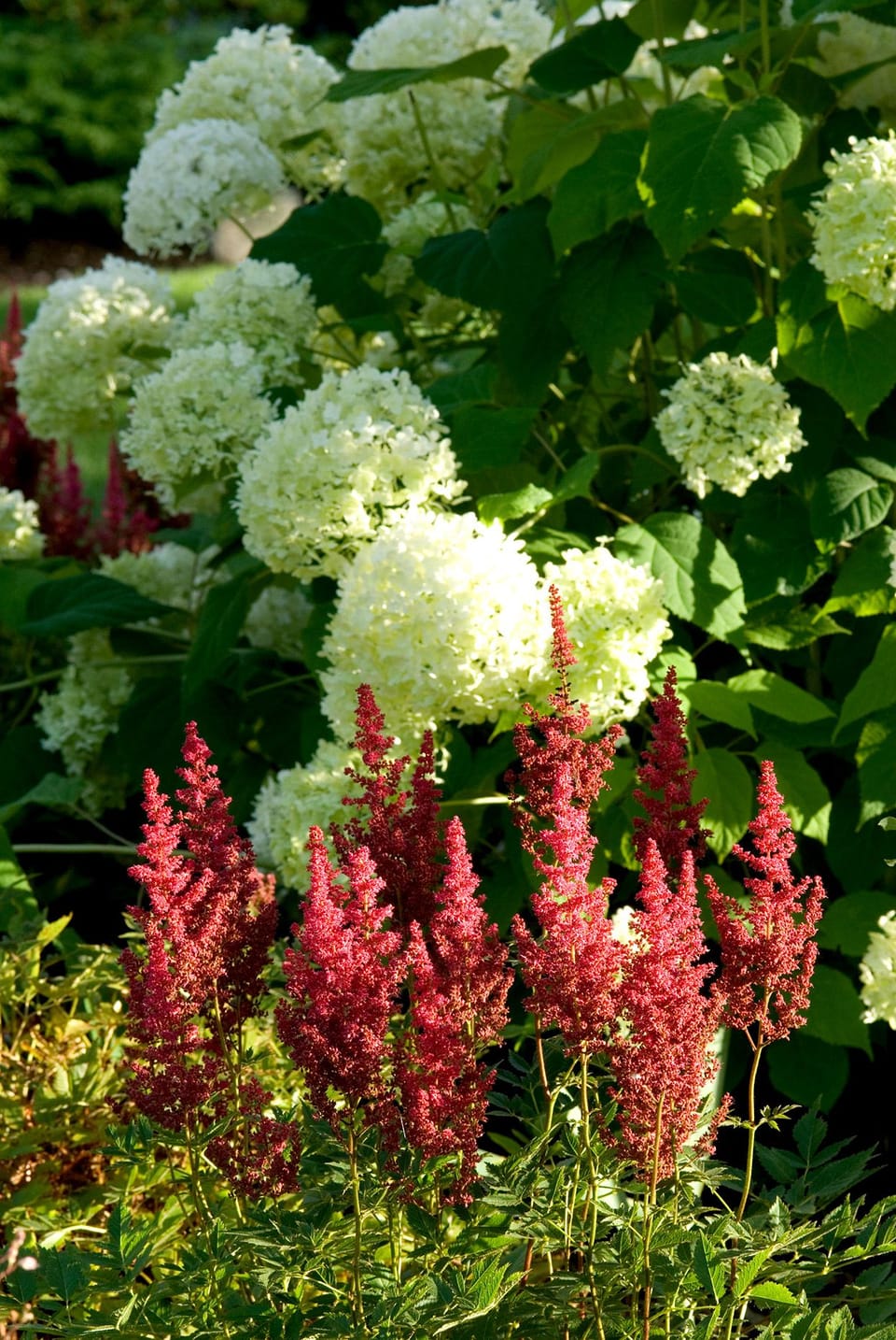 The Perfect Perennial Pairings: Top Plant Combinations for a Stunning Garden Display