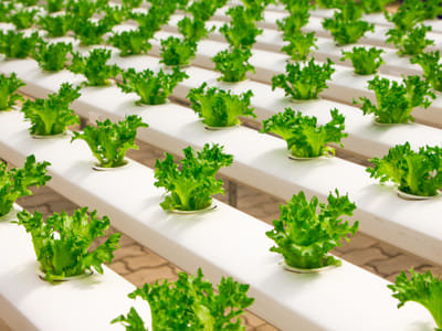 The Truth About Basil: Is it a Perennial or Annual Herb?