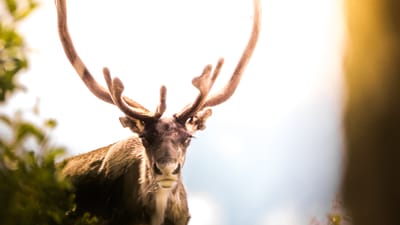 The Ultimate Guide to Deer Resistant Perennials: Protecting Your Garden from Unwanted Guests