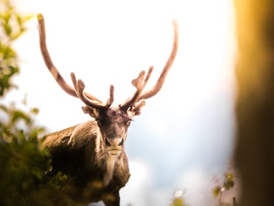 The Ultimate Guide to Deer Resistant Perennials: Protecting Your Garden from Unwanted Guests