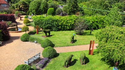 The Versatility of Platycodon: Exploring the Perennial Nature and Uses of Balloon Flowers