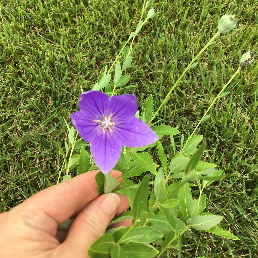 A vibrant Balloon Flower (Platycodon) in full bloom showcasing its unique star-shaped petals