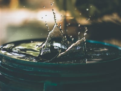 The Water Lovers: Perennial Plants for Wet Areas and Their Care