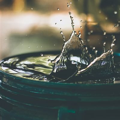 The Water Lovers: Perennial Plants for Wet Areas and Their Care