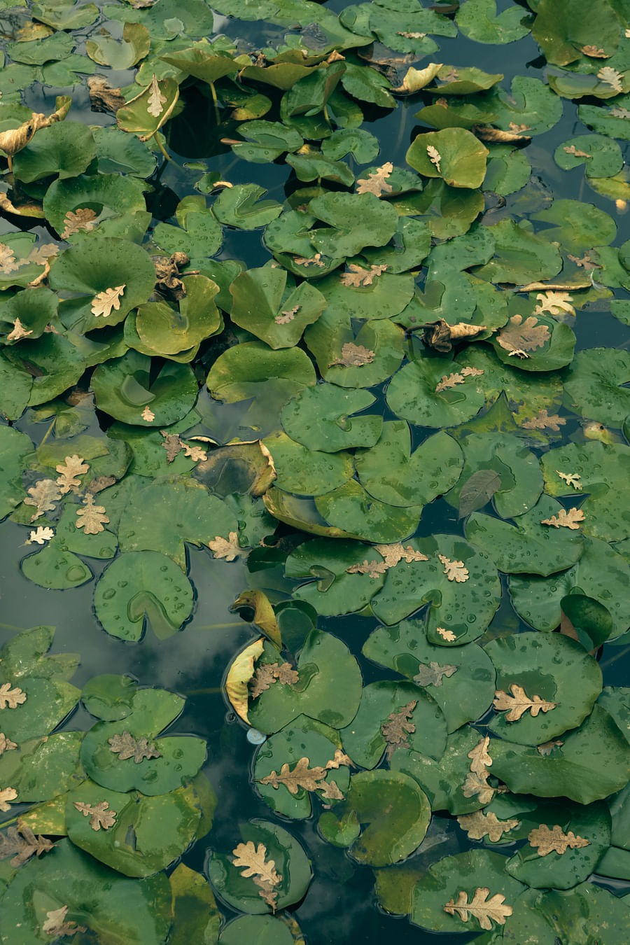 Close-up view of water-loving perennial plants flourishing by a pond