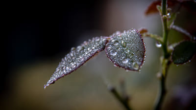 Wet Area Wonders: Top Perennial Plants for Moist and Soggy Conditions