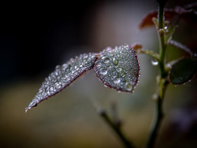 Wet Area Wonders: Top Perennial Plants for Moist and Soggy Conditions