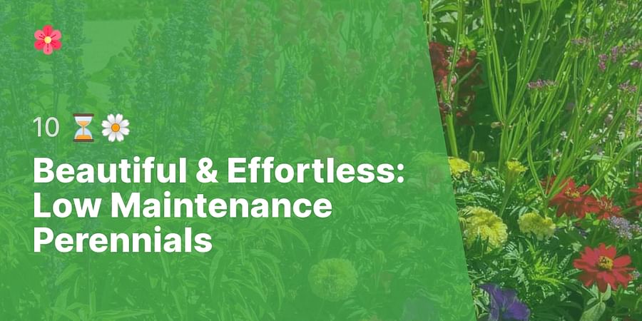Beautiful & Effortless: Low Maintenance Perennials - 10 ⏳🌼