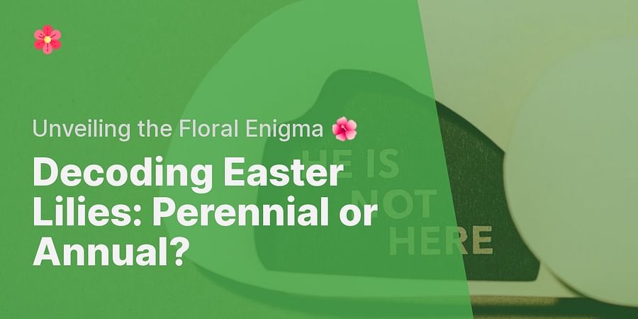 Decoding Easter Lilies: Perennial or Annual? - Unveiling the Floral Enigma 🌺