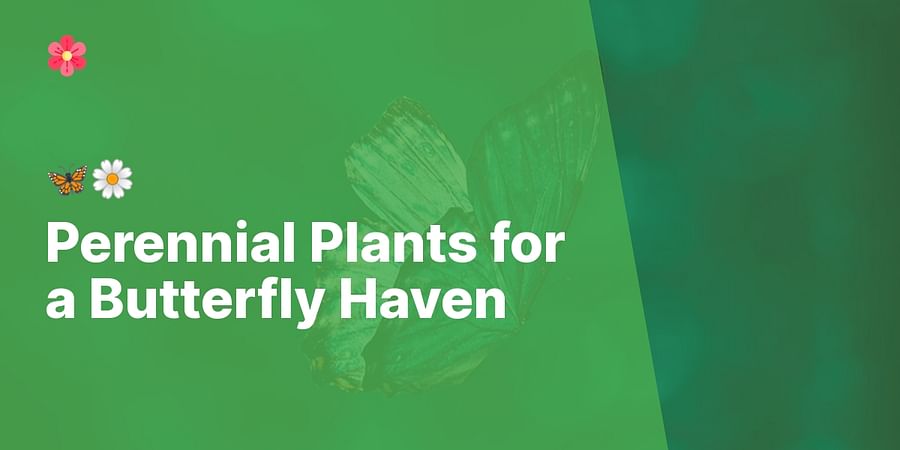 Perennial Plants for a Butterfly Haven - π¦πΌ