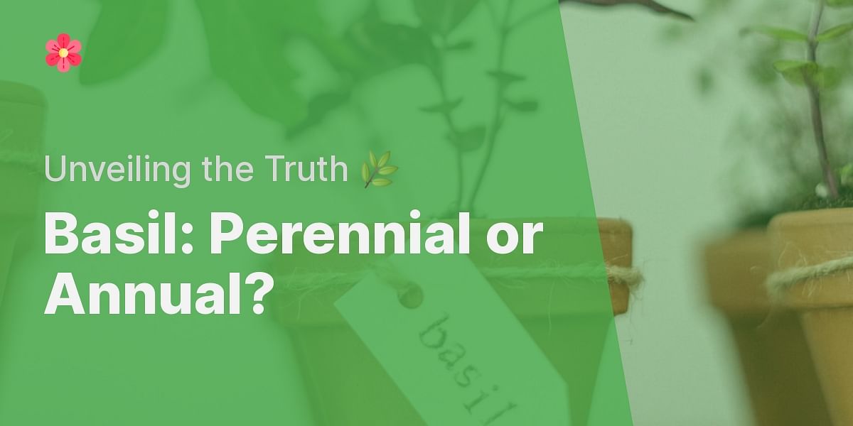 Is Basil a Perennial or an Annual? Debunking the Myths and Clarifying