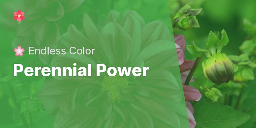 Perennial Power - 🌸 Endless Color