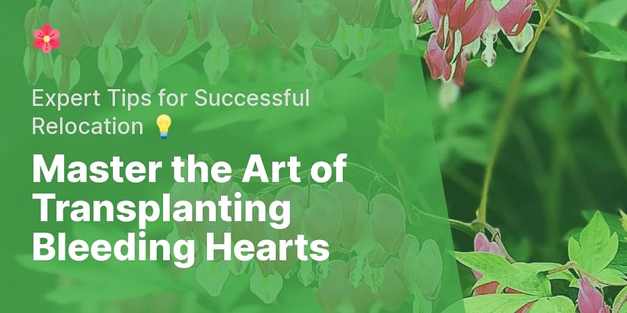 Master the Art of Transplanting Bleeding Hearts - Expert Tips for Successful Relocation 💡