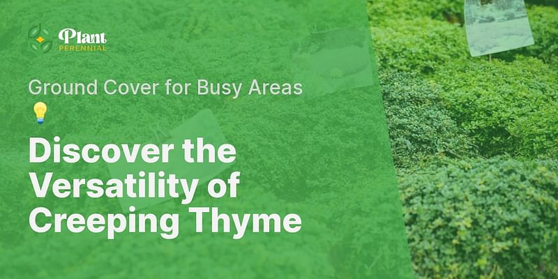 Discover the Versatility of Creeping Thyme - Ground Cover for Busy Areas 💡