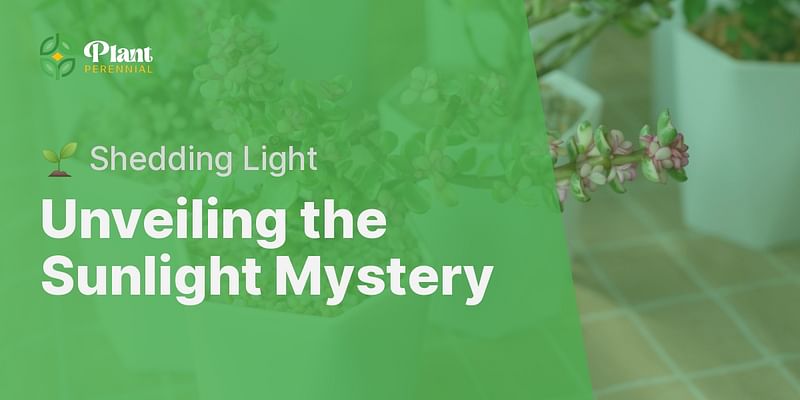 Unveiling the Sunlight Mystery - 🌱 Shedding Light