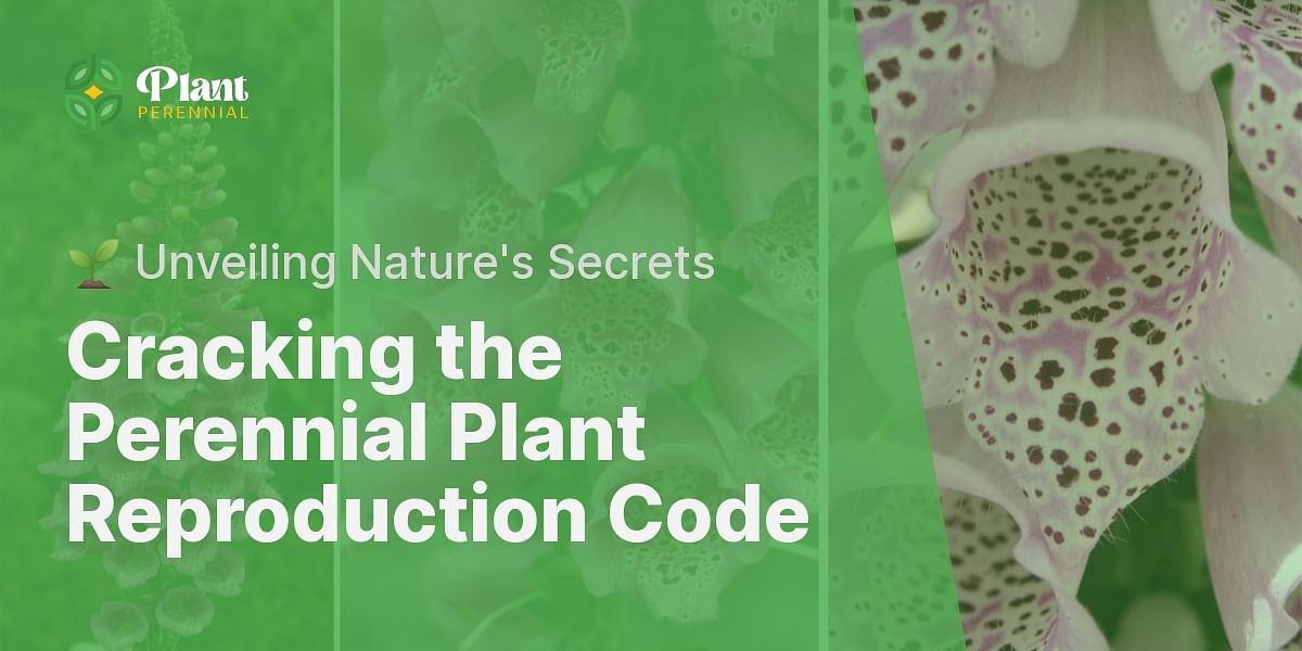 How do perennial plants reproduce?