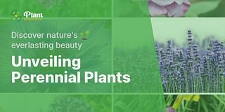 Unveiling Perennial Plants - Discover nature's 🌱 everlasting beauty