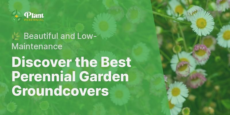 Discover the Best Perennial Garden Groundcovers - 🌿 Beautiful and Low-Maintenance