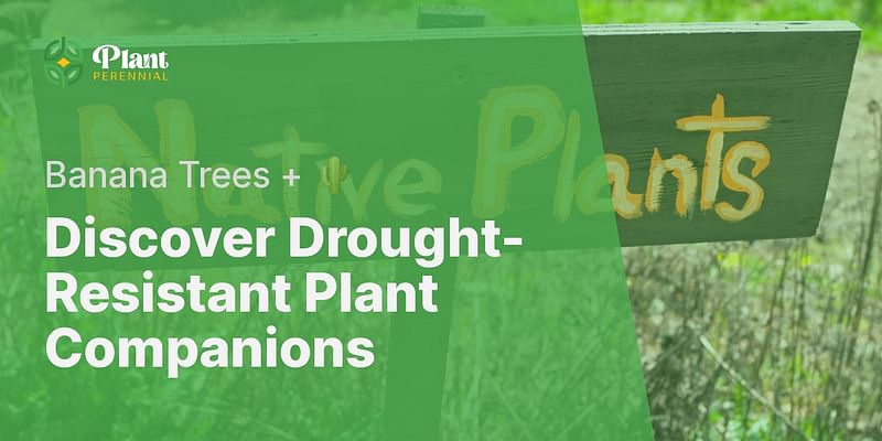 Discover Drought-Resistant Plant Companions - Banana Trees + 🌵