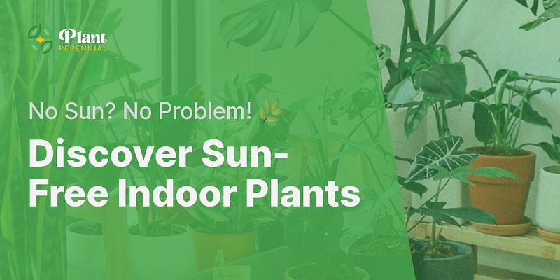 Discover Sun-Free Indoor Plants - No Sun? No Problem! 🌿