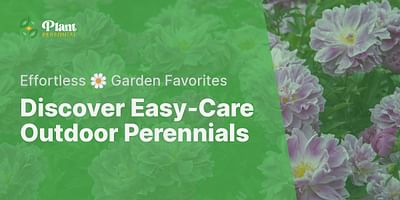 Discover Easy-Care Outdoor Perennials - Effortless 🌼 Garden Favorites