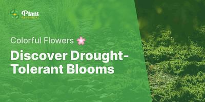 Discover Drought-Tolerant Blooms - Colorful Flowers 🌸