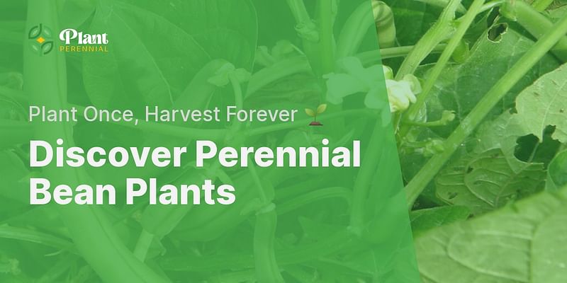 Discover Perennial Bean Plants - Plant Once, Harvest Forever 🌱