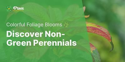 Discover Non-Green Perennials - Colorful Foliage Blooms 🌿