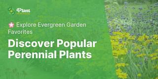 Discover Popular Perennial Plants - 🌸 Explore Evergreen Garden Favorites
