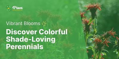 Discover Colorful Shade-Loving Perennials - Vibrant Blooms 🌿