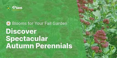 Discover Spectacular Autumn Perennials - 🌼 Blooms for Your Fall Garden