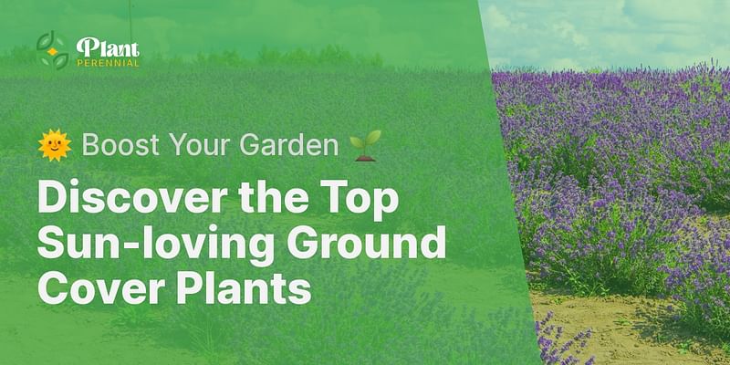 Discover the Top Sun-loving Ground Cover Plants - 🌞 Boost Your Garden 🌱